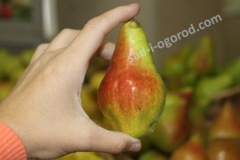 груша Видная