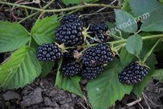 Ежевика Хелен Rubus eubatus Helen