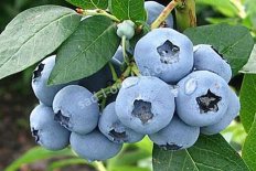 Голубика Элизабет Vaccinium Elizabeth