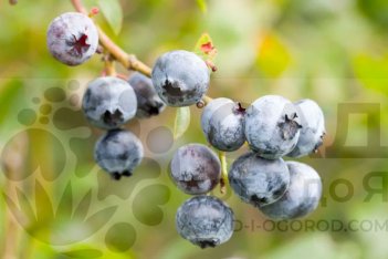 Голубика Элизабет Vaccinium Elizabeth