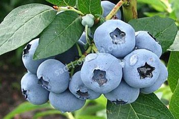 Голубика Элизабет Vaccinium Elizabeth