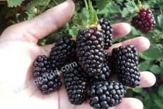 Ежевика Бжезина Rubus eubatus Brzezina