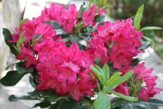 Рододендрон Нова Зембла Rhododendron Nova Zembla