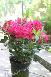 Рододендрон Нова Зембла Rhododendron Nova Zembla