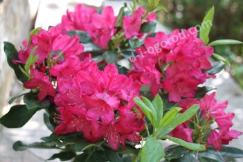Рододендрон Нова Зембла Rhododendron Nova Zembla