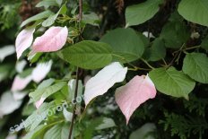 Актинидия коломикта Доктор Шимановский Actinidia kolomikta Dr Szymanowski