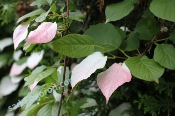 Актинидия коломикта Доктор Шимановский Actinidia kolomikta Dr Szymanowski