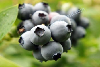 Голубика Торо Vaccinium Toro