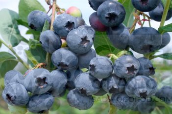 Голубика Торо Vaccinium Toro