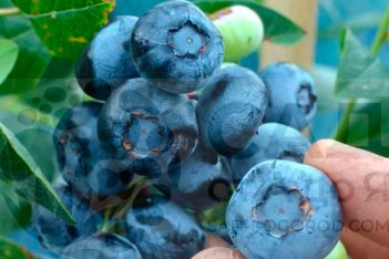 Голубика Торо Vaccinium Toro