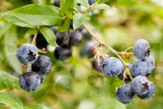 Голубика Беркли Vaccinium Berkeley