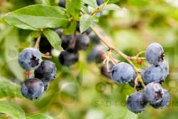 Голубика Беркли Vaccinium Berkeley