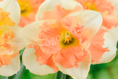 Нарцисс Ванилла Пич разрезнокорончатый Vanilla Peach
