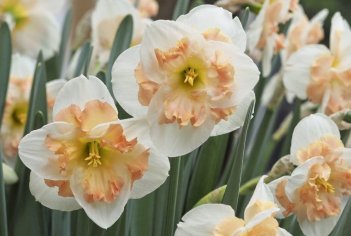 Нарцисс Пинк Вондер крупнокорончатый Narcissus Pink Wonder