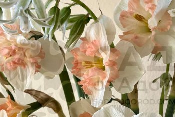 Нарцисс крупнокорончатый Пинк Вондер Narcissus Pink Wonder