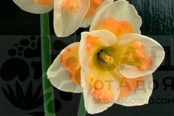 Нарцисс крупнокорончатый Пинк Вондер Narcissus Pink Wonder