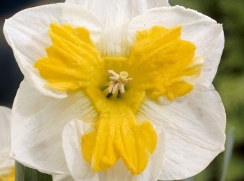 Нарцисс разрезано-корончатый Триколлет Narcissus Tricollet