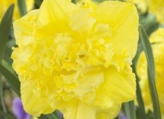 Нарцисс Флайер махровый Narcissus Flyer