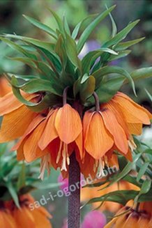 Рябчик императорский Аврора Fritillaria imperialis Aurora