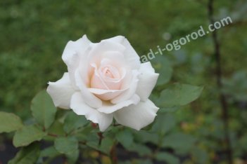 Роза плетистая Шванензее Rose climbing Swanensee