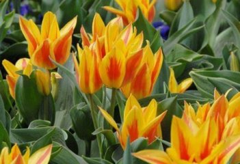 Тюльпан многоцветковый Виннипег Tulipa Winnipeg
