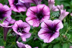 Огородные растения и Рассада