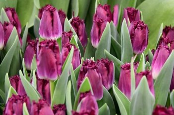 Тюльпан бахромчатый Перпл Кристал Tulipa Purple Crystal