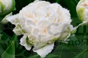 Тюльпан бахромчатый Сноу Кристал Tulipa Snow Crystal