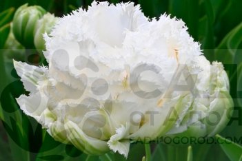 Тюльпан бахромчатый Сноу Кристал 