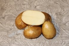 Сорт Удача. Картофель семенной