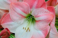 Гиппеаструм Эппл Блоссом Hippeastrum Apple Blossom