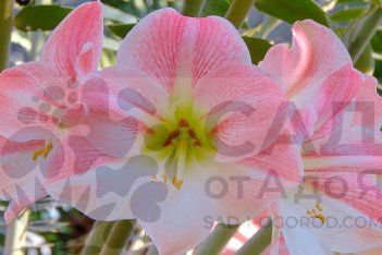 Гиппеаструм Черри Блосс Hippeastrum Cherry Bloss
