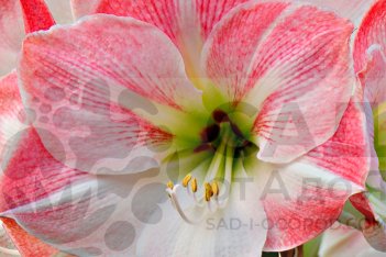 Гиппеаструм Черри Блосс Hippeastrum Cherry Bloss