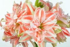 Гиппеаструм Дэнсинг Квин Hippeastrum Dancing Queen