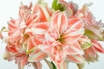 Гиппеаструм Дансинг Квин Hippeastrum Dancing Queen