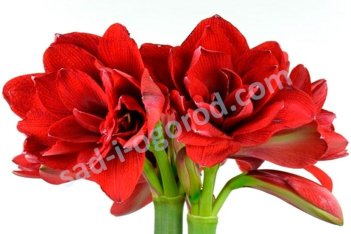 Гиппеаструм Дабл Драгон Hippeastrum Double Dragon