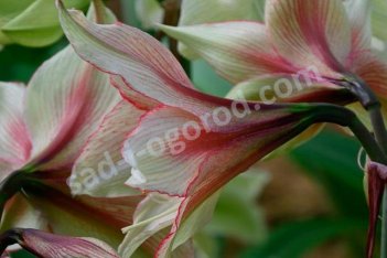 Гиппеаструм Грин Мэджик Hippeastrum Green Magic