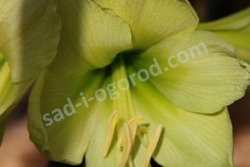 Гиппеаструм Лемон Стар Hippeastrum Lemon Star
