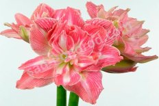 Гиппеаструм Претним Hippeastrum Pretnym