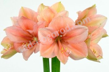Гиппеаструм Рилона Hippeastrum Rilona