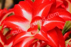 Гиппеаструм Сплаш Hippeastrum Splash