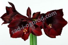 Гиппеаструм Роял Вельвет Hippeastrum Royal Velvet