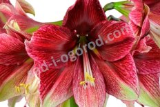 Гиппеаструм Тоска Hippeastrum Tosca