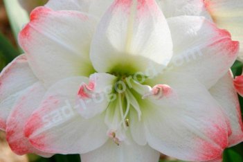 Амариллис Амадеус Канди Hippeastrum Amadeus Candy