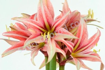 Гиппеаструм Свит Лилиан Hippeastrum Sweet Lilian