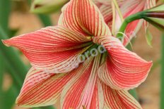 Гиппеаструм Экзотик Стар Hippeastrum Exotic Star