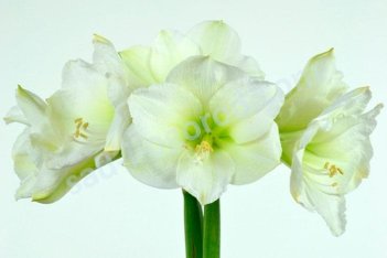 Гиппеаструм Кристмас Джифт Hippeastrum Christmas Gift