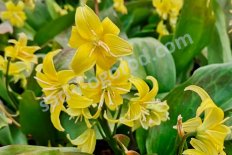 Кандык Erythŕonium осень 26