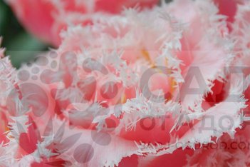 Бело-розовая клумба из пионовидных тюльпанов