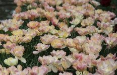 Клумба из махровых тюльпанов в пастельных тонах